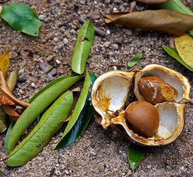 Imagem - 5 benefícios da planta andiroba para a saúde