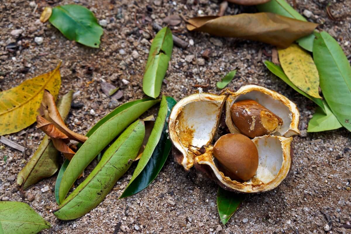 A andiroba tem propriedades que vão desde a ação anti-inflamatória até o potencial cicatrizante e repelente natural (Imagem: Wagner Campelo | Shutterstock)