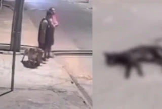 Homens são flagrados soltando pit bull para atacar gatos de rua