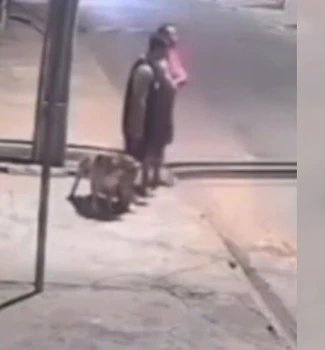 Imagem - Homens são flagrados soltando pit bull para atacar gatos de rua
