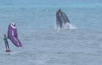 Vídeo: surfista treina ao lado de baleias em praia de Santa Catarina