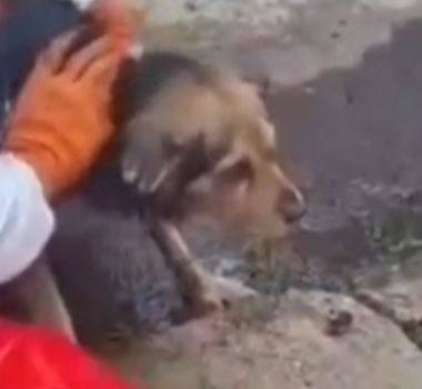 Imagem - Vídeo: cachorro é resgatado por bombeiros em Belém