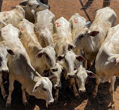 Imagem - Pará realiza primeira exportação de carne bovina com rastreabilidade individual