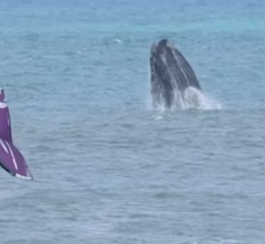 Imagem - Vídeo: surfista treina ao lado de baleias em praia de Santa Catarina