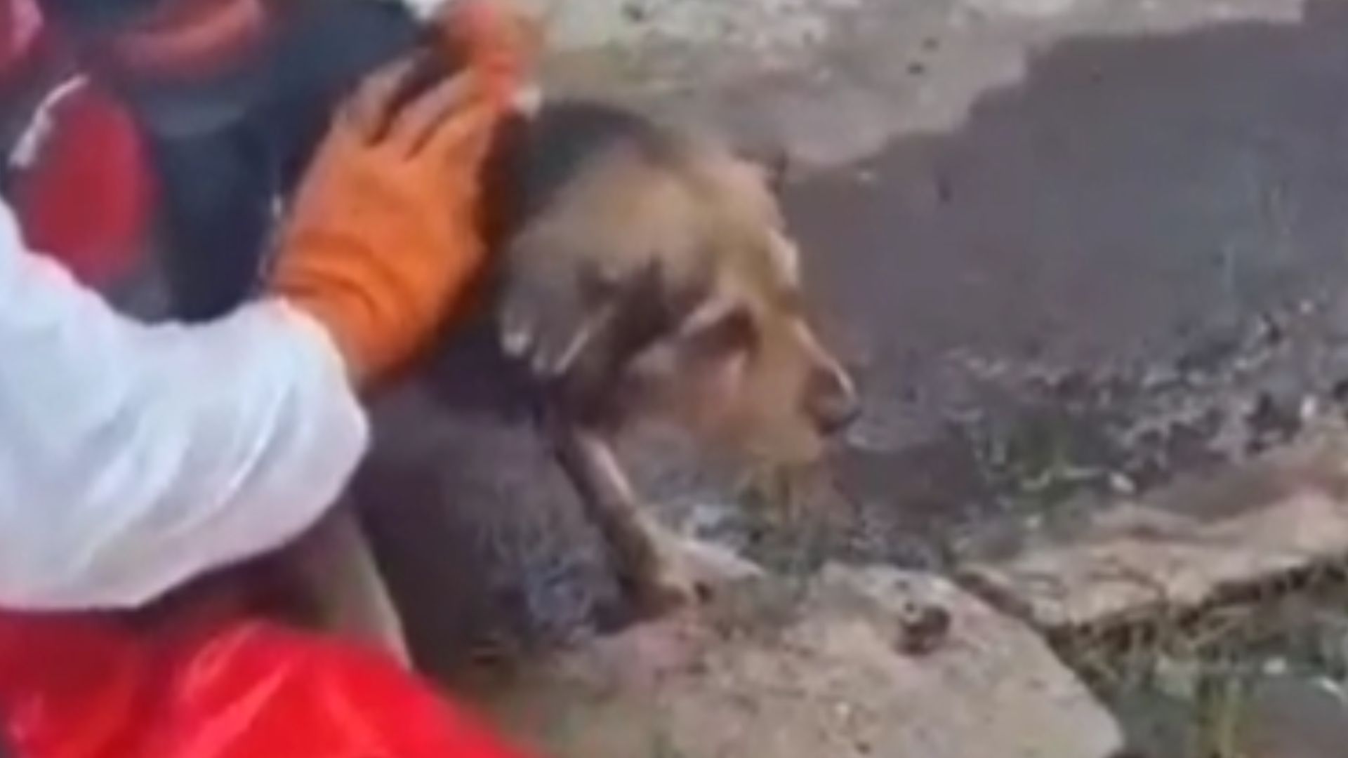 Cachorro conseguiu ser resgatado por equipe de Bombeiros na Doca