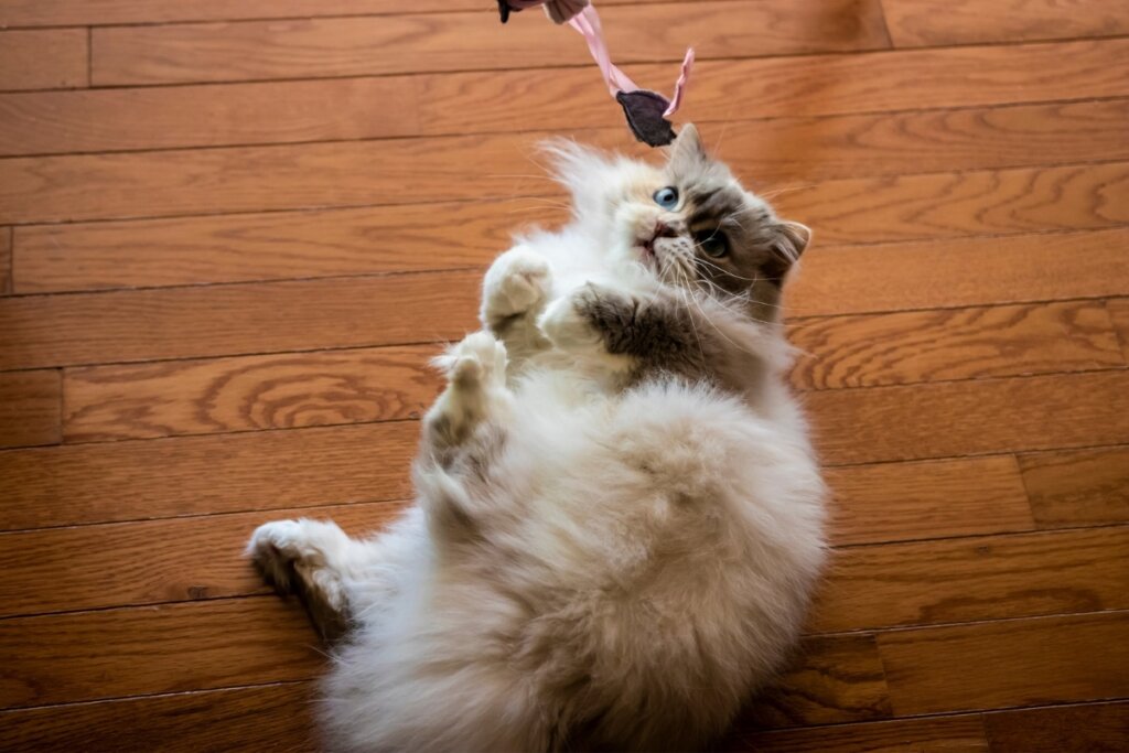 &#8220;Bolinha&#8221; é um nome divertido e fofo para gatos brincalhões (Imagem: Dave&#8217;s Domestic Cats | Shutterstock)