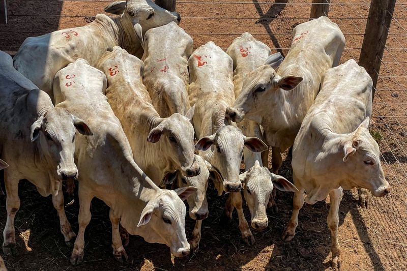 Foi iniciada a exportação de carne bovina produzida com o Sistema de Rastreabilidade Bovina Individual do Pará (SRBIPA).