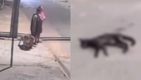 Homens são flagrados soltando pit bull para atacar gatos de rua
