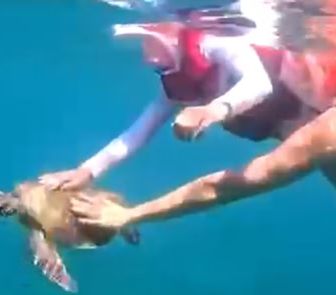 Imagem - Turista é multada em R$ 10 mil após tocar em tartaruga-marinha em área protegida