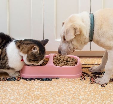 Imagem - Entenda como o ambiente pode favorecer a obesidade nos animais