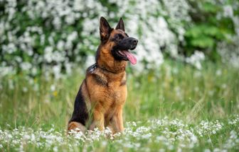 8 raças de cachorro originárias da Alemanha 