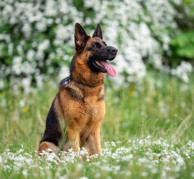 Imagem - 8 raças de cachorro originárias da Alemanha 