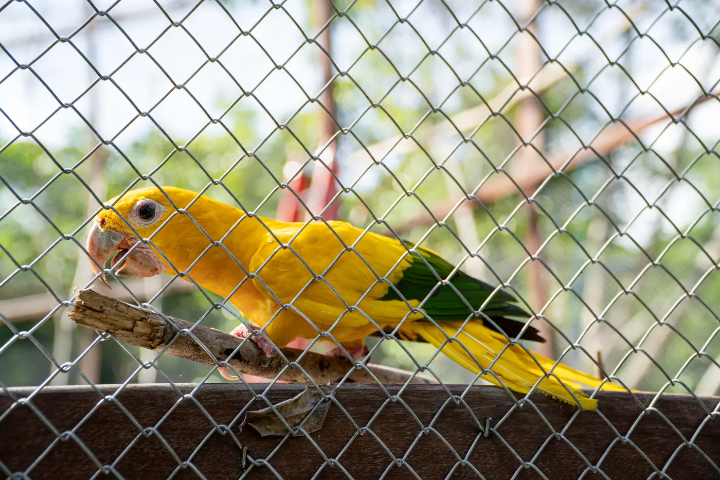 A ararajuba é uma das aves mais emblemáticas da Amazônia.