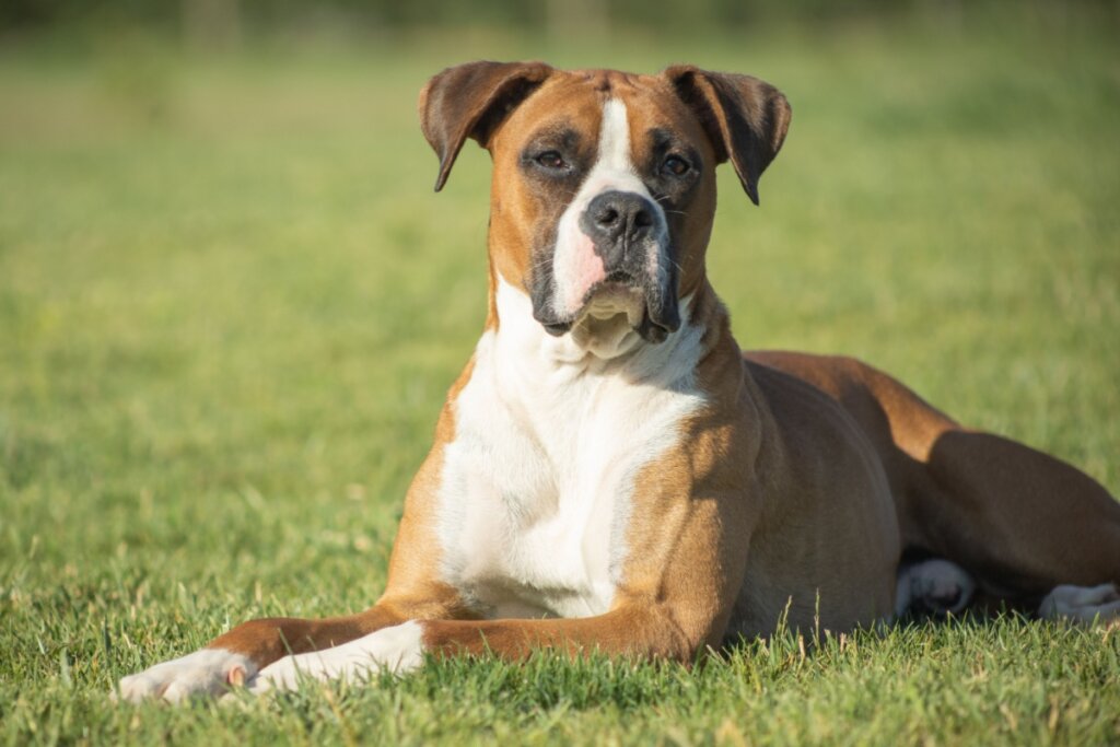 O boxer é protetor e gentil com todos os membros da casa (Imagem: ibanezfilm | Shutterstock)