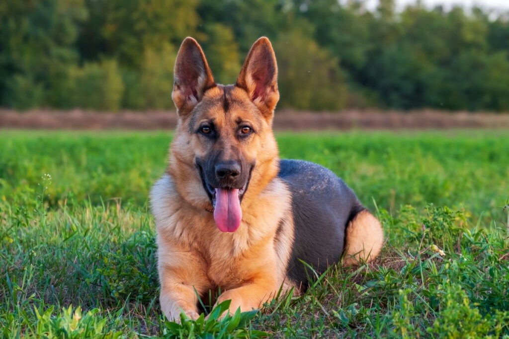 O pastor alemão é um cachorro extremamente fiel e protetor (Imagem: Barat Roland | Shutterstock) 