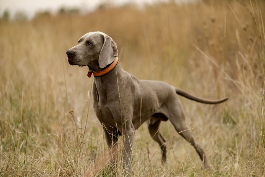 O weimaraner é ágil, enérgico e possui excelente faro (Imagem: Sushitsky Sergey | Shutterstock)
