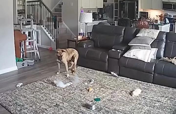 Imagem - Cão mastiga bateria e provoca incêndio em casa nos EUA