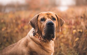 4 características do cachorro da raça tosa inu 