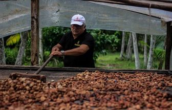 Cupuaçu movimenta economia e preserva a Amazônia