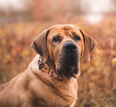 Imagem - 4 características do cachorro da raça tosa inu 