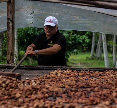 Imagem - Cupuaçu movimenta economia e preserva a Amazônia