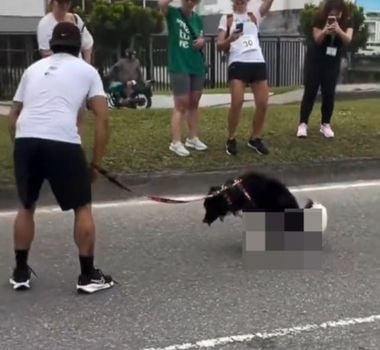 Imagem - Cão faz pausa para fazer necessidades antes da linha de chegada