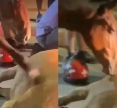 Imagem - Cavalo tenta reanimar mãe atropelada por moto e cena comove moradores; assista