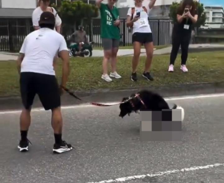 Momento inusitado em corrida de pets -