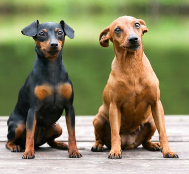 Imagem - 10 atividades recomendadas para o cachorro da raça pinscher 