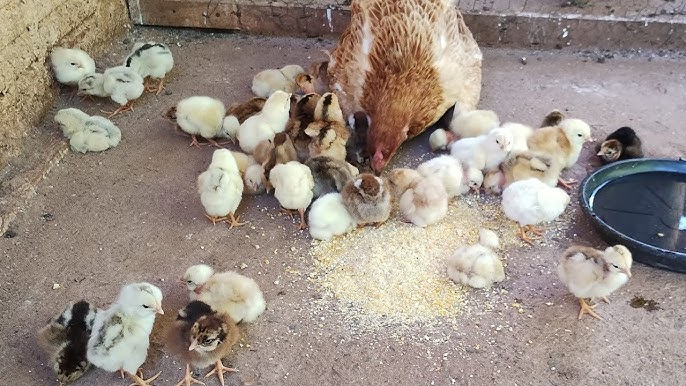 Imagem - Menina de 7 anos viraliza ao fazer 'cesáreas' em ovos de galinha