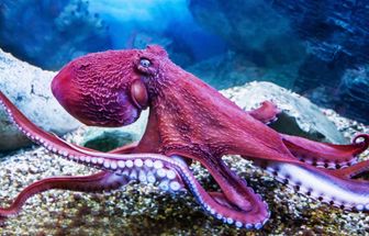 7 curiosidades impressionantes sobre os polvos 