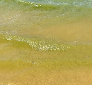 Imagem - Proliferação de bactérias nas águas de praias do Pará podem afetar as comunidades