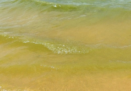 Floração identificada desde janeiro deste ano, com uma massa verde nas águas das praias. 