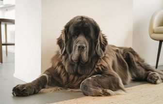 4 características do cachorro da raça terra nova 