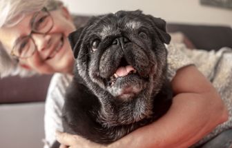 3 benefícios da suplementação para animais idosos