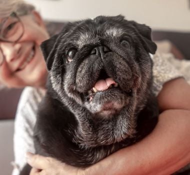 Imagem - 3 benefícios da suplementação para animais idosos