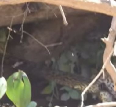 Imagem - Onças disputam sucuri em “cabo de guerra” no Pantanal