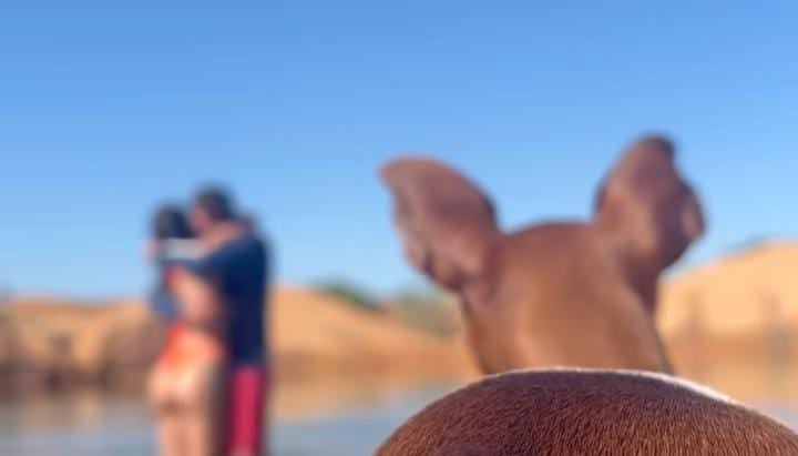 Cachorro apareceu de surpresa -