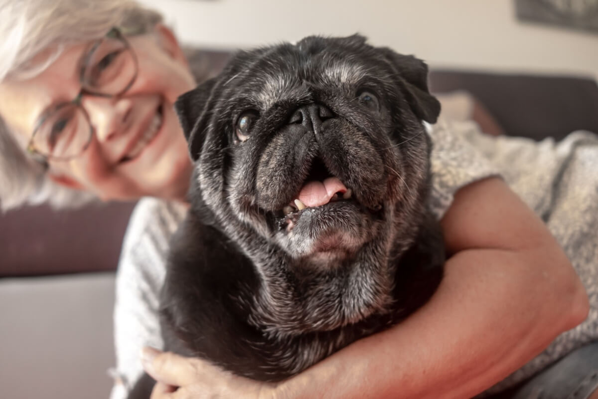 Imagem - 3 benefícios da suplementação para animais idosos