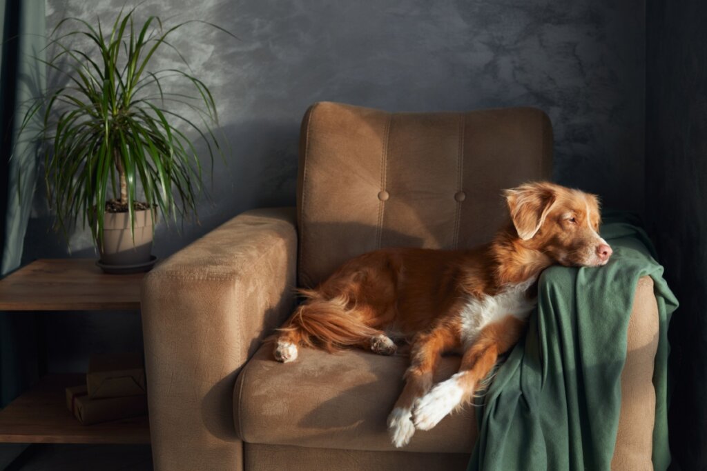 O nome Churros é perfeito para cães de pelagem dourada, marrom ou caramelo, que são mansos e adoram relaxar (Imagem: Anna Averianova | Shutterstock)