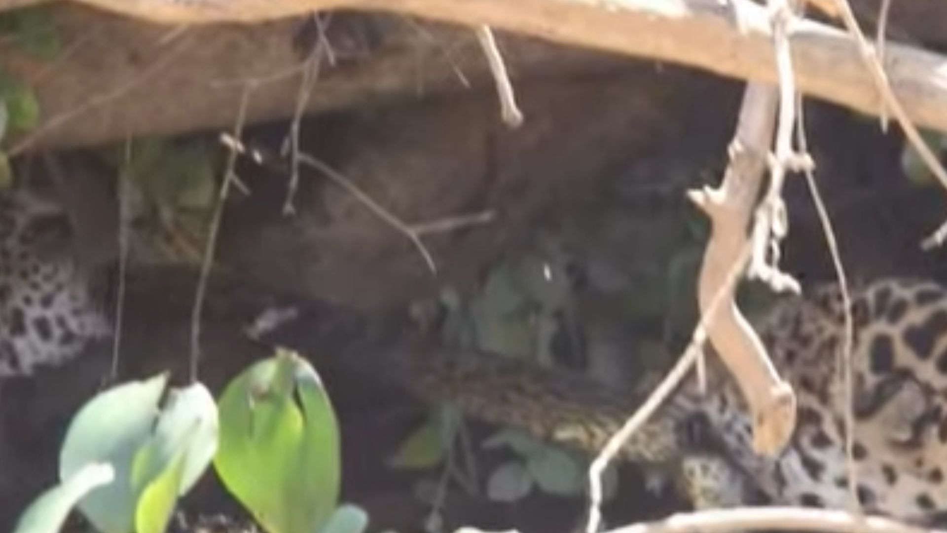 Onças disputam a presa por impressionantes duas horas