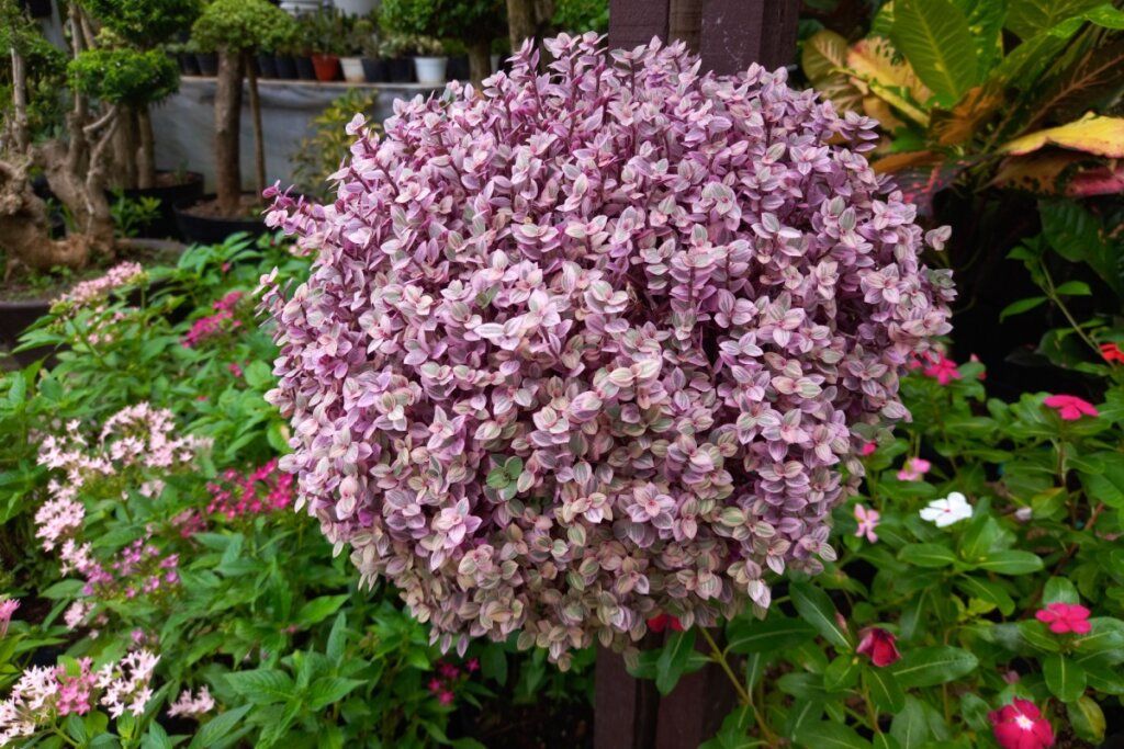 A dinheiro-em-penca, como o próprio nome diz, atrai dinheiro e prosperidade (Imagem: Bernadus Widaryanto | Shutterstock)