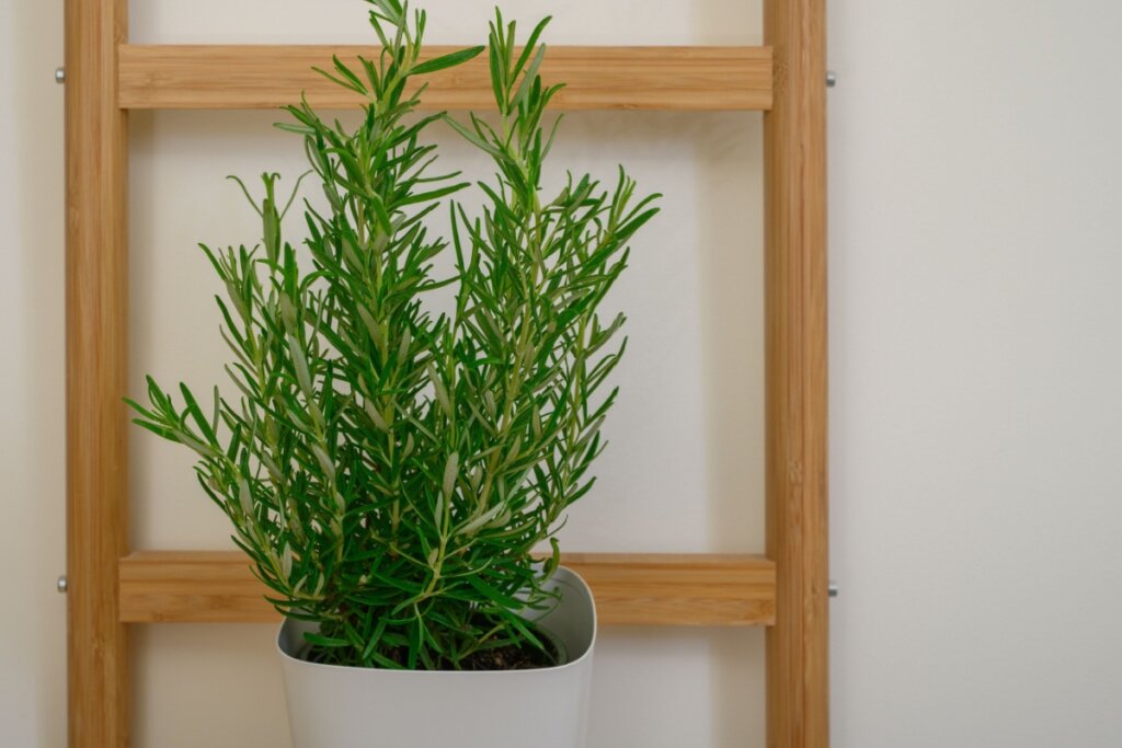 O alecrim atrai felicidade, harmonia, alivia o estresse, aumenta a autoestima e auxilia no raciocínio (Imagem: PawelKacperek | Shutterstock)