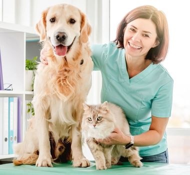 Imagem - 6 doenças crônicas comuns em cachorros e gatos 