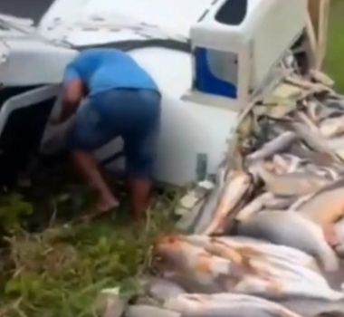 Imagem - Vídeo: caminhão baú carregado de peixe tomba em estrada no Pará