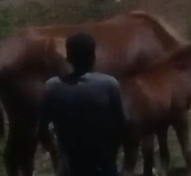 Imagem - Homem é flagrado praticando zoofilia no Pará