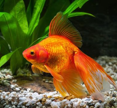 Imagem - 5 curiosidades sobre os peixes ornamentais