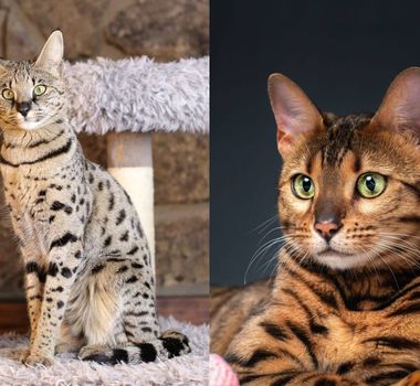 Imagem - 6 diferenças entre os gatos das raças savannah e bengal 