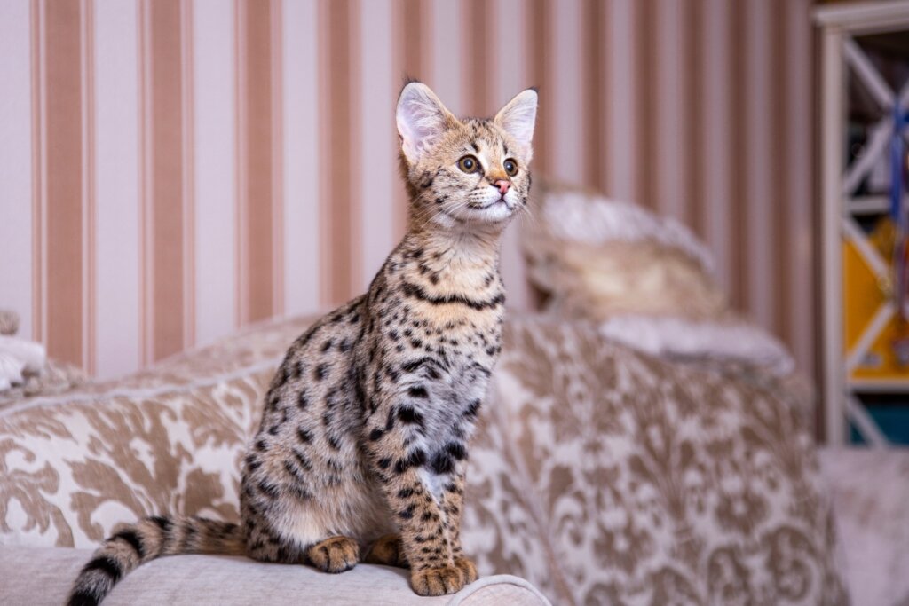 O savannah tem grandes e levemente inclinados (Imagem: Kolomenskaya Kseniya | Shutterstock)