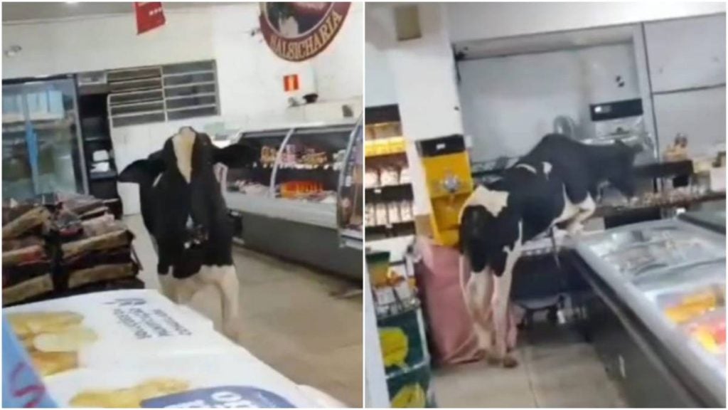 (O animal entrou, percorreu os corredores e perseguiu o açougueiro.)
